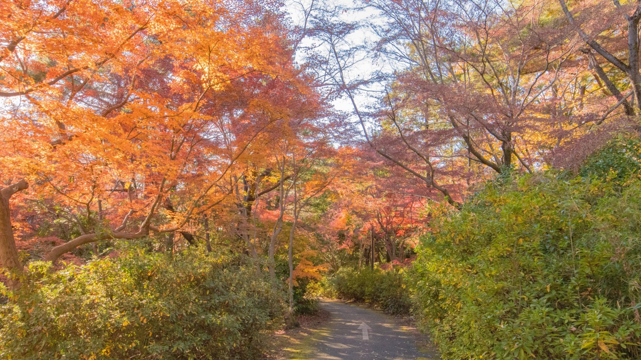 昭和記念公園