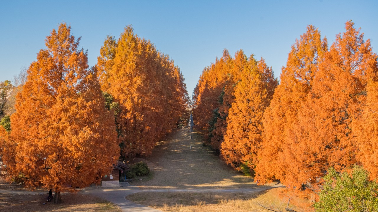 昭和記念公園