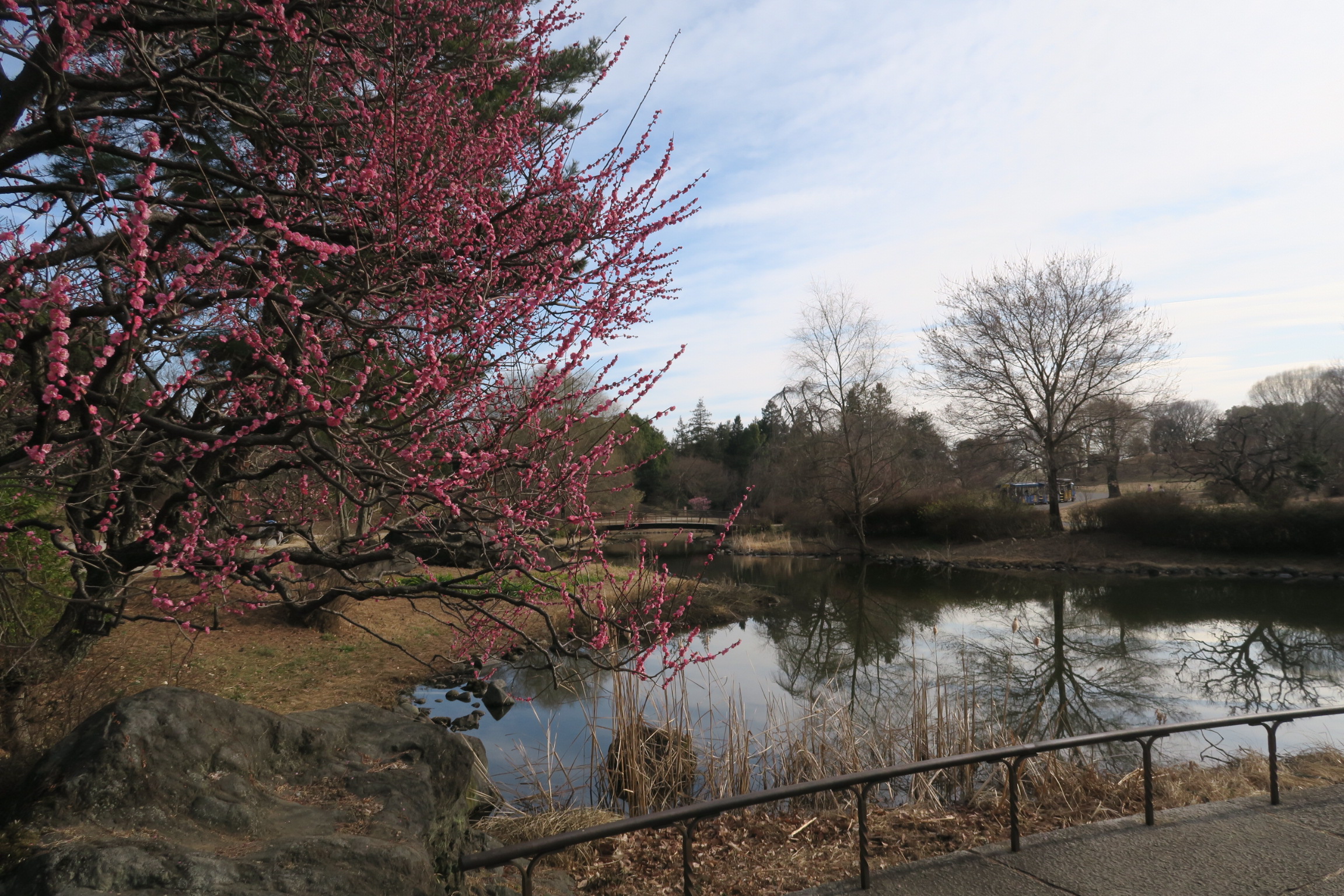 開花情報（2月15日） – 国営昭和記念公園公式ホームページ
