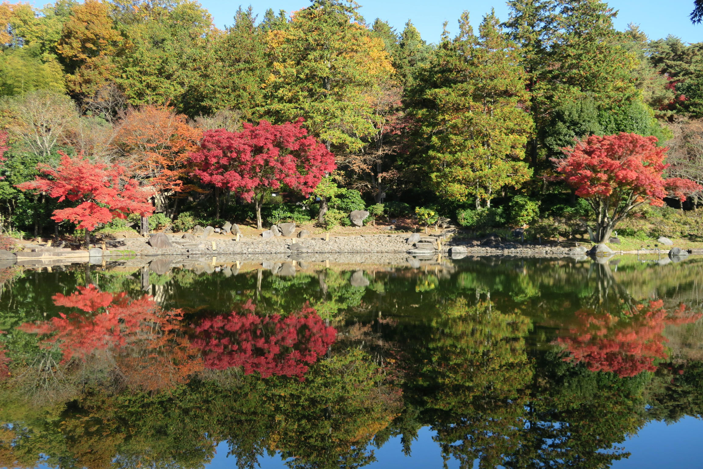 紅葉状況・花だより(12月2日) – 国営昭和記念公園公式ホームページ 紅葉状況・花だより(12月2日) – 国営昭和記念公園公式ホームページ