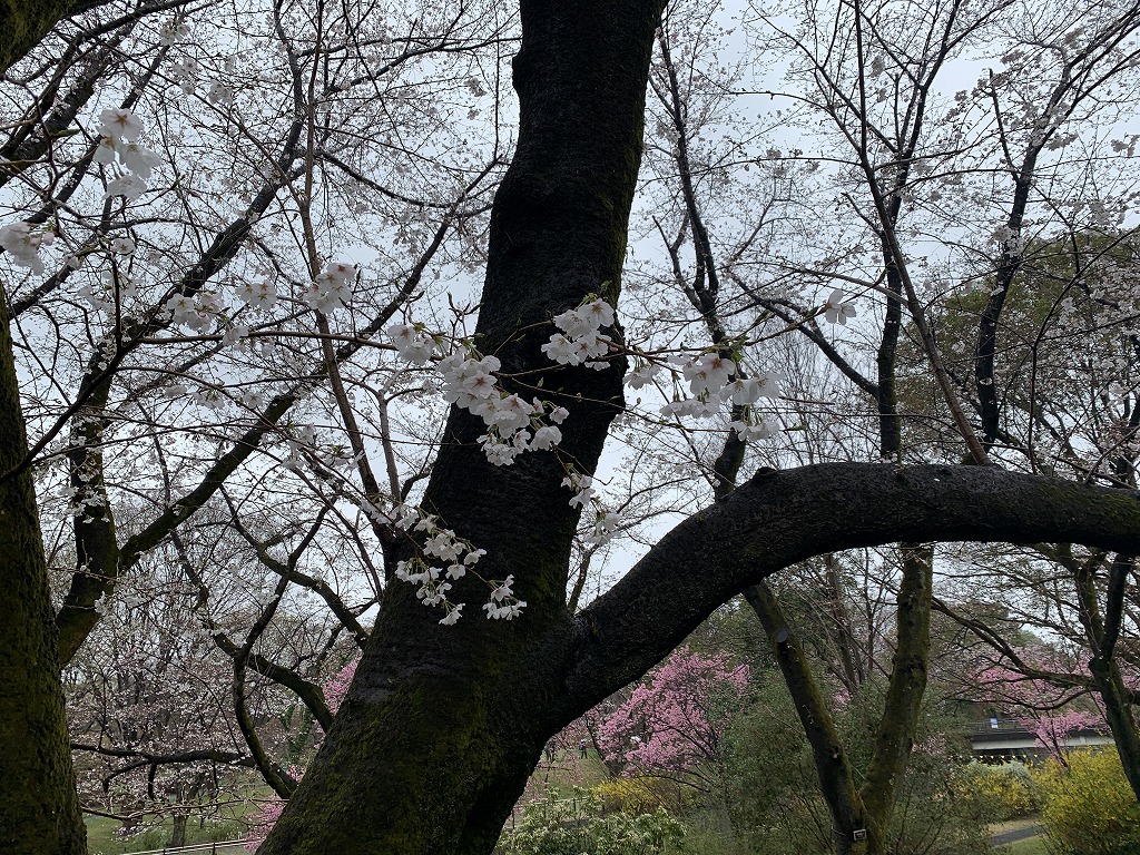 ソメイヨシノ