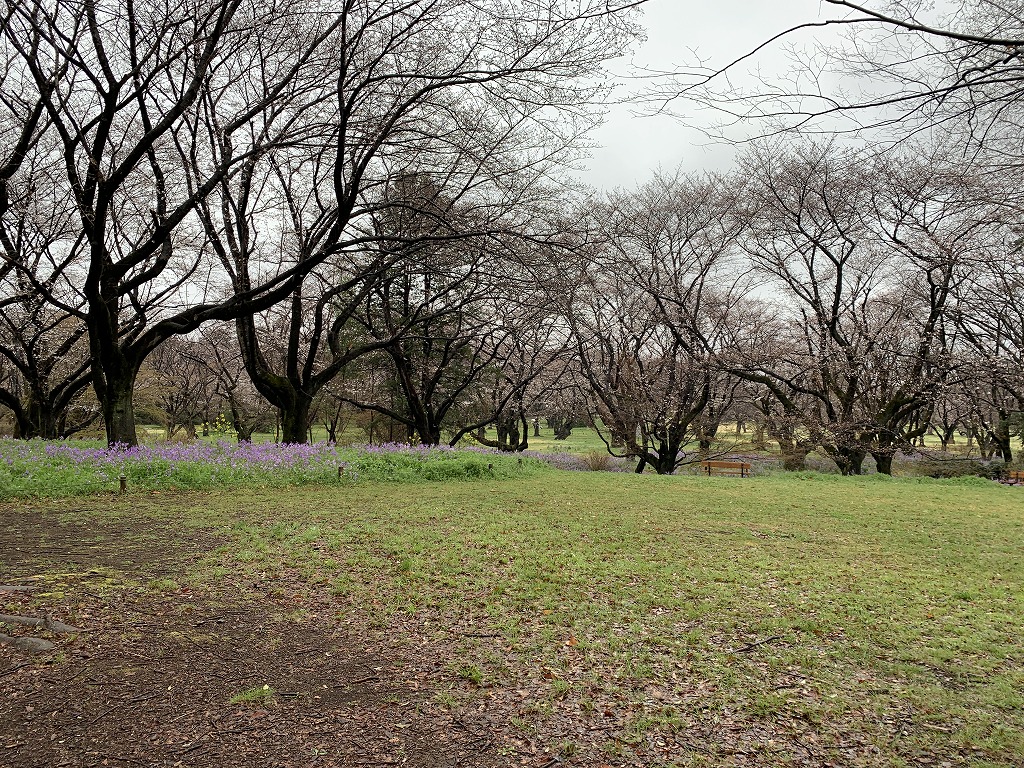 ソメイヨシノ