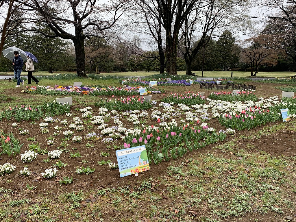 3月29日撮影　渓流広場　「みんなでチューリップを植えよう」で植え付けたチューリップ