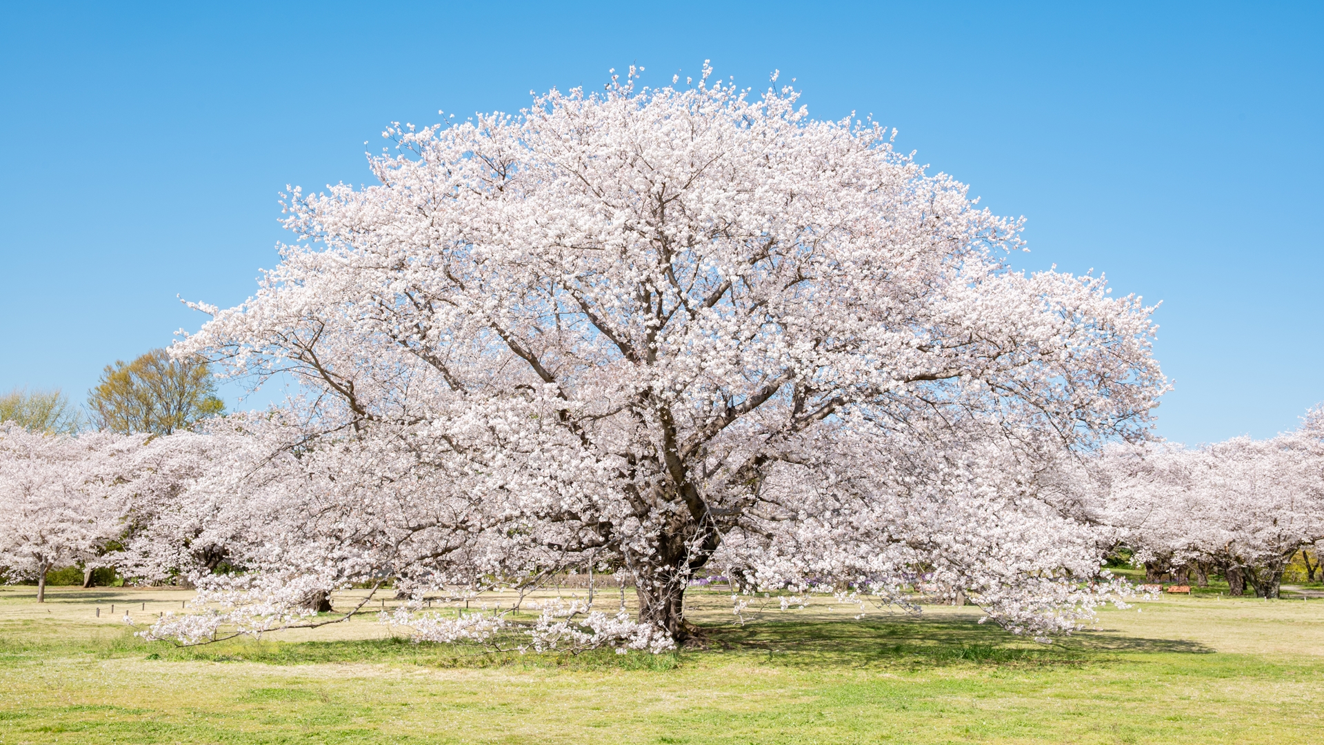 5月 NKD_6137 – 国営昭和記念公園公式ホームページ