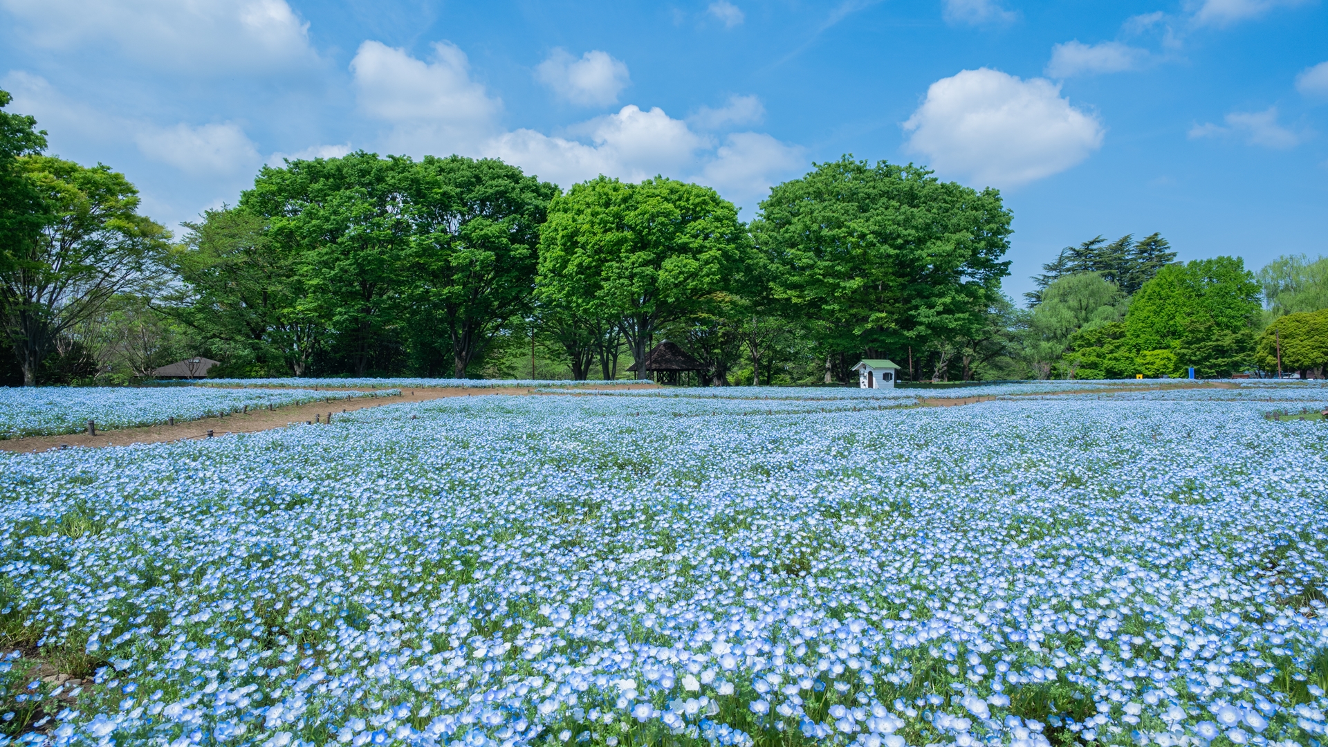 昭和記念公園