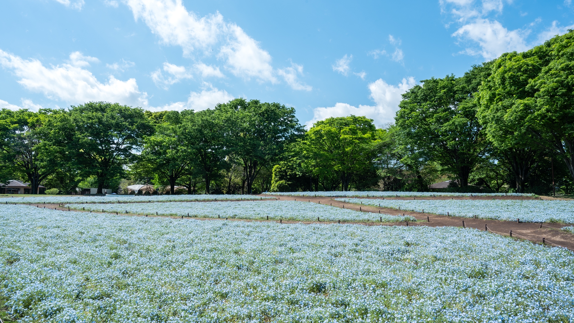 昭和記念公園