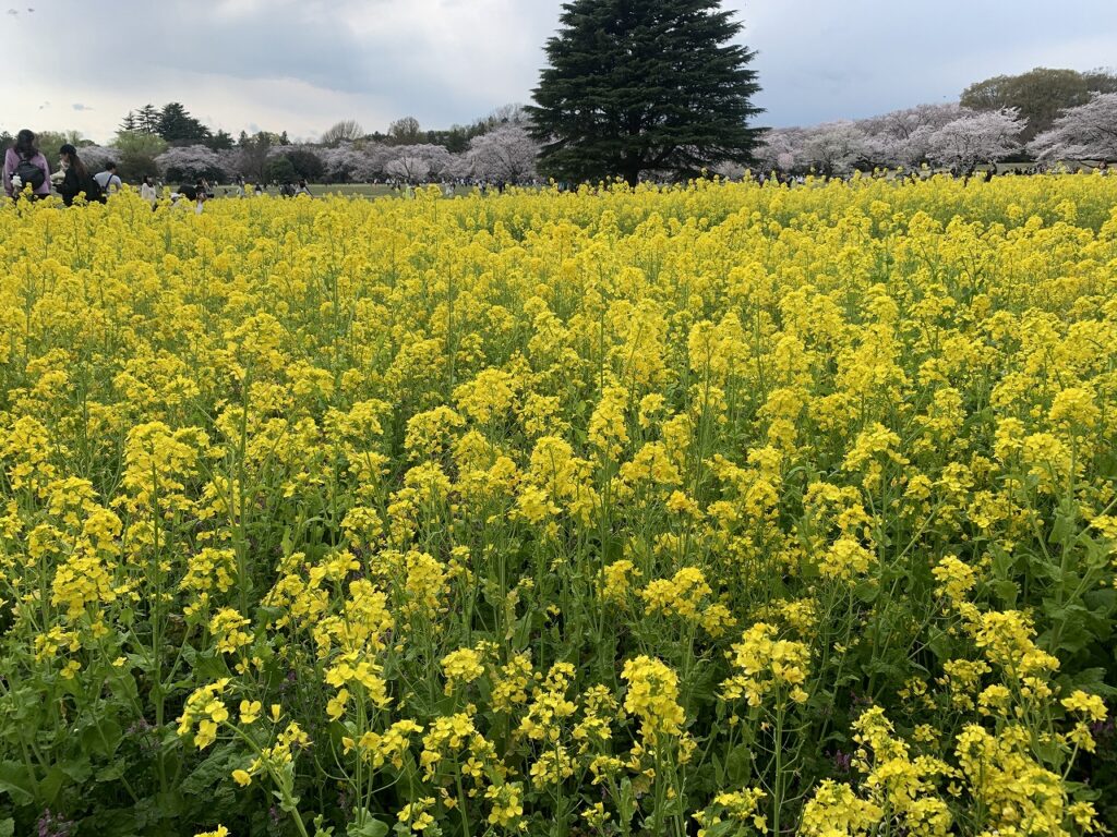 寒咲ナノハナ