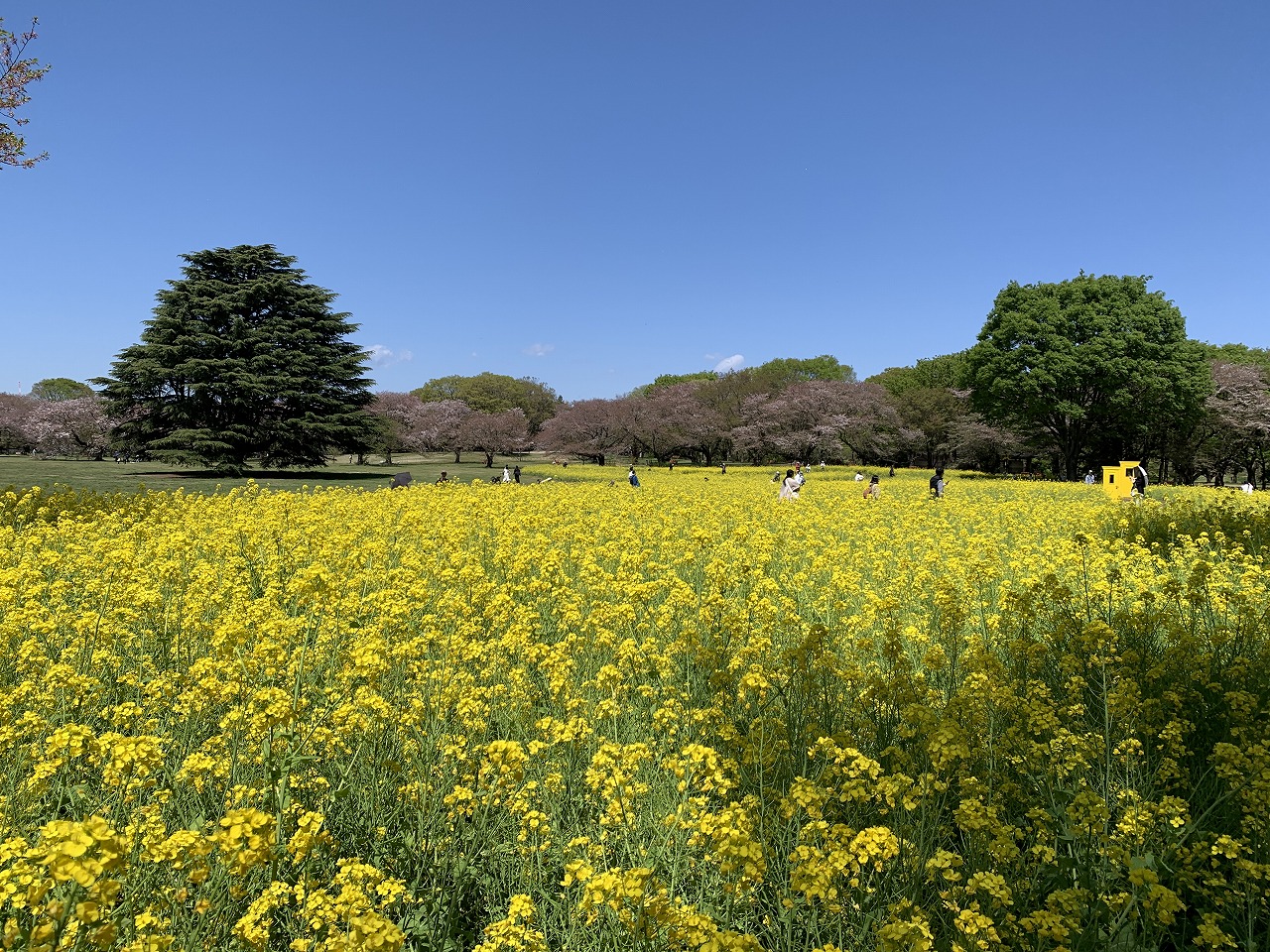 ナノハナ