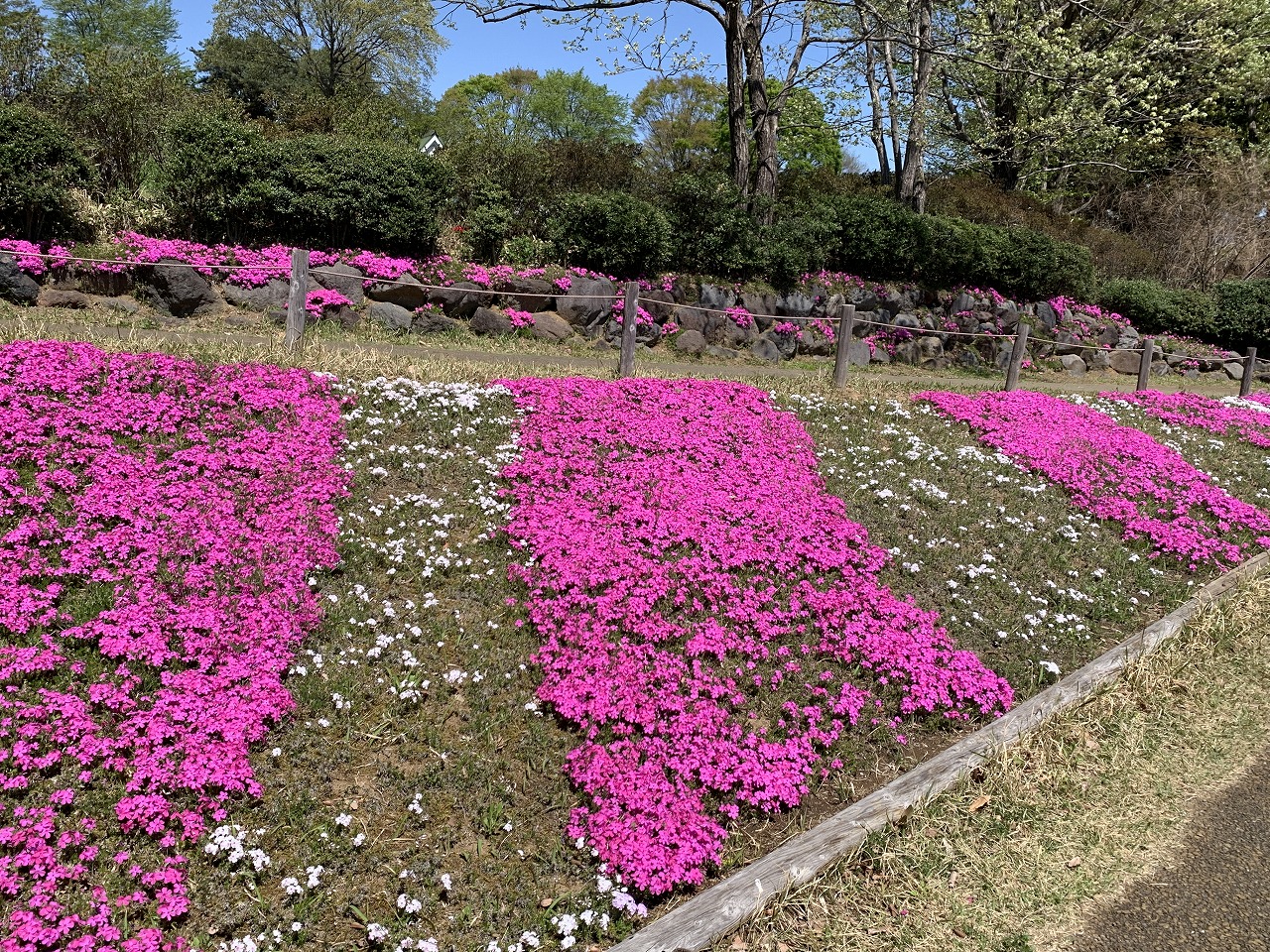 シバザクラ