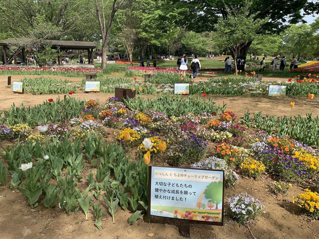 チューリップ