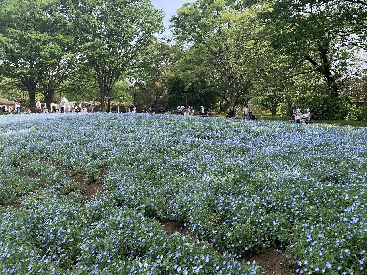 ネモフィラ