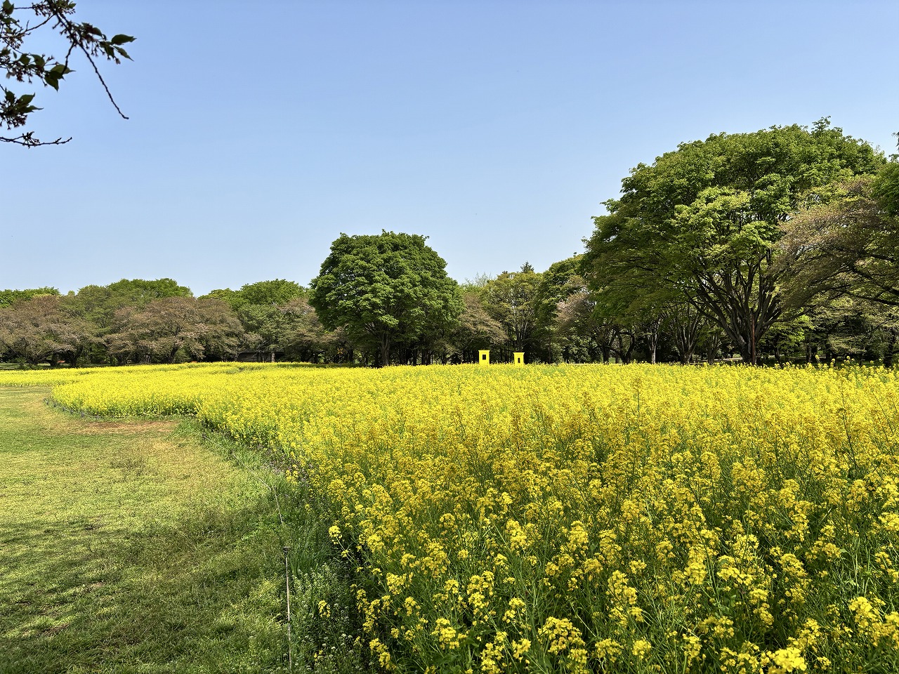 寒咲ナノハナ
