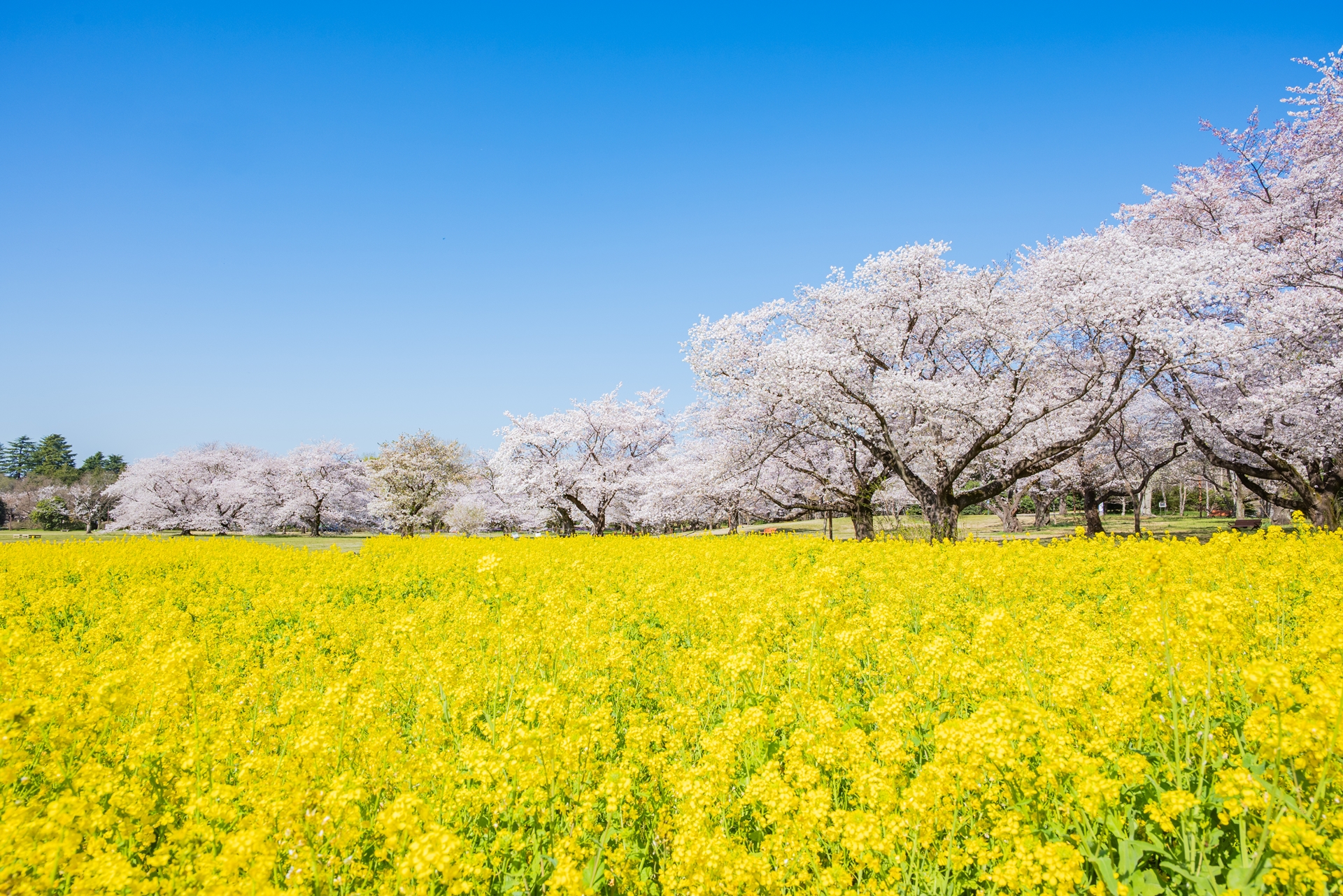 ナノハナ(花畑)