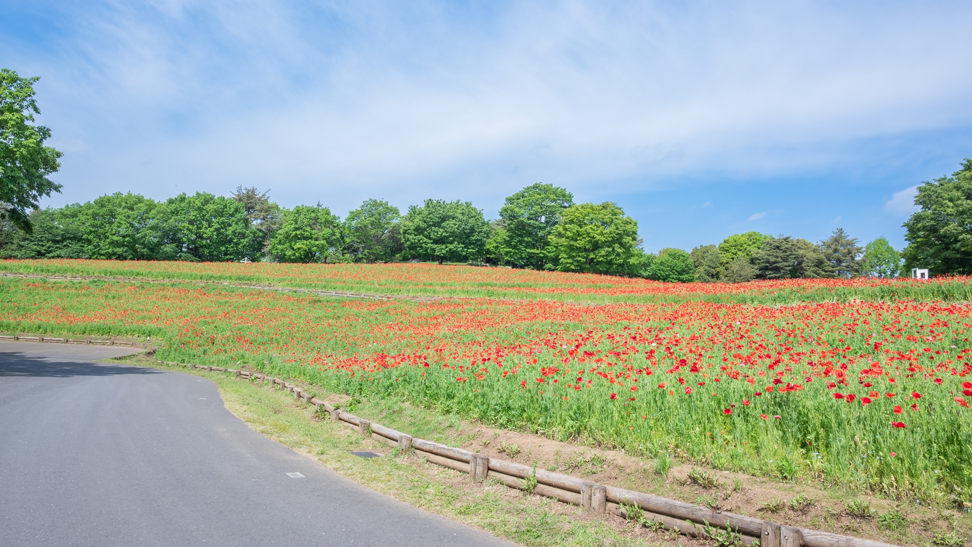 昭和記念公園