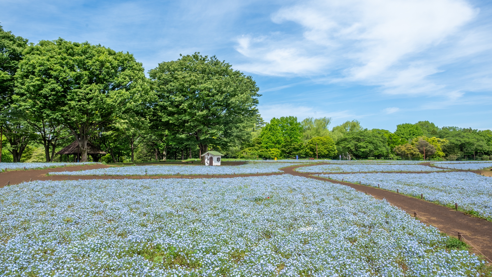 昭和記念公園