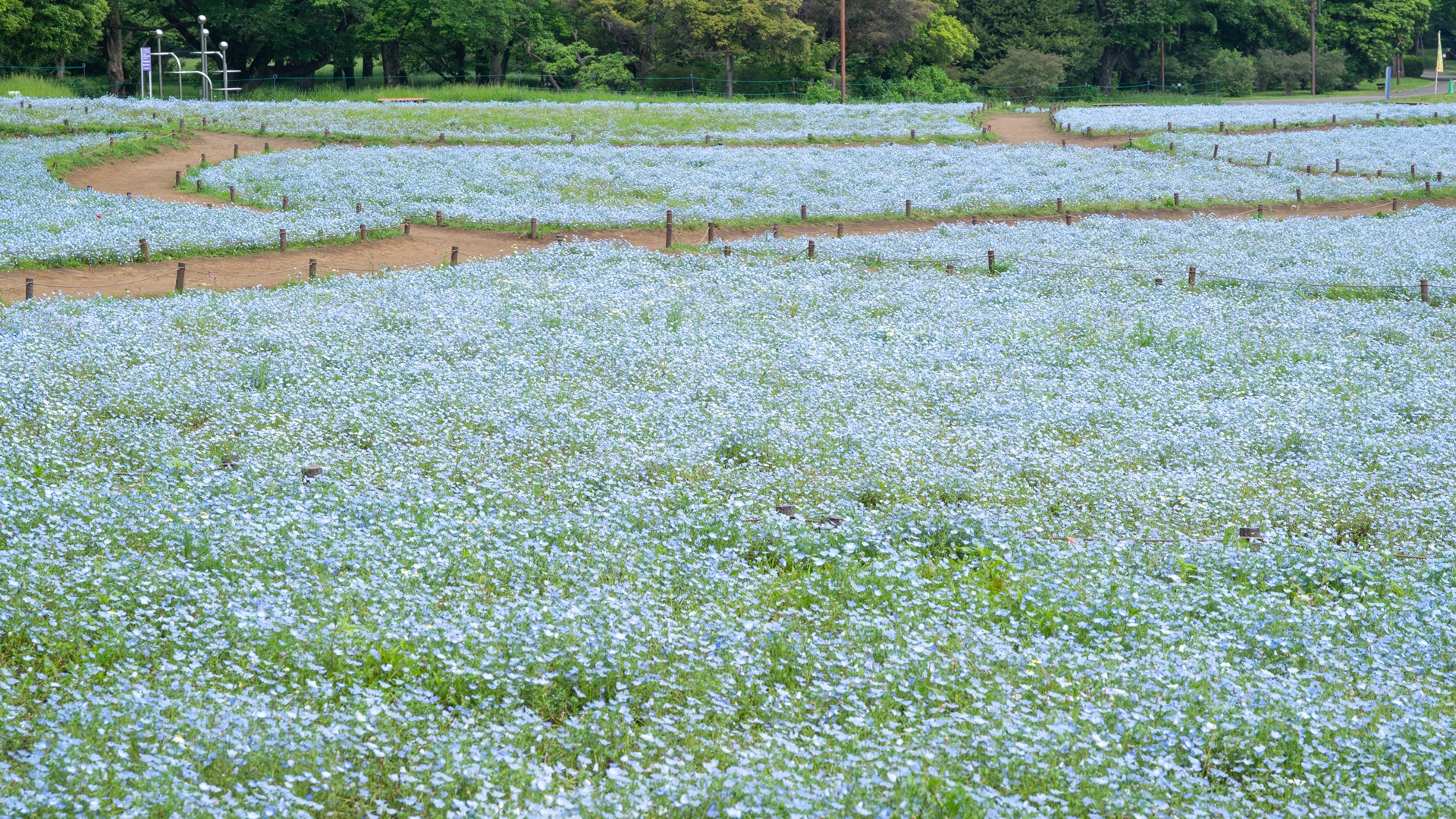昭和記念公園