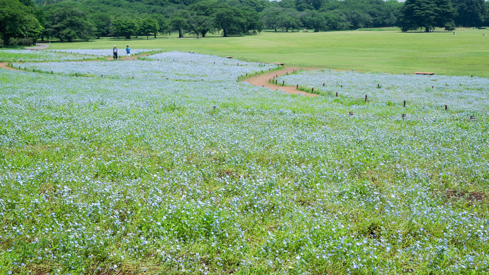 昭和記念公園