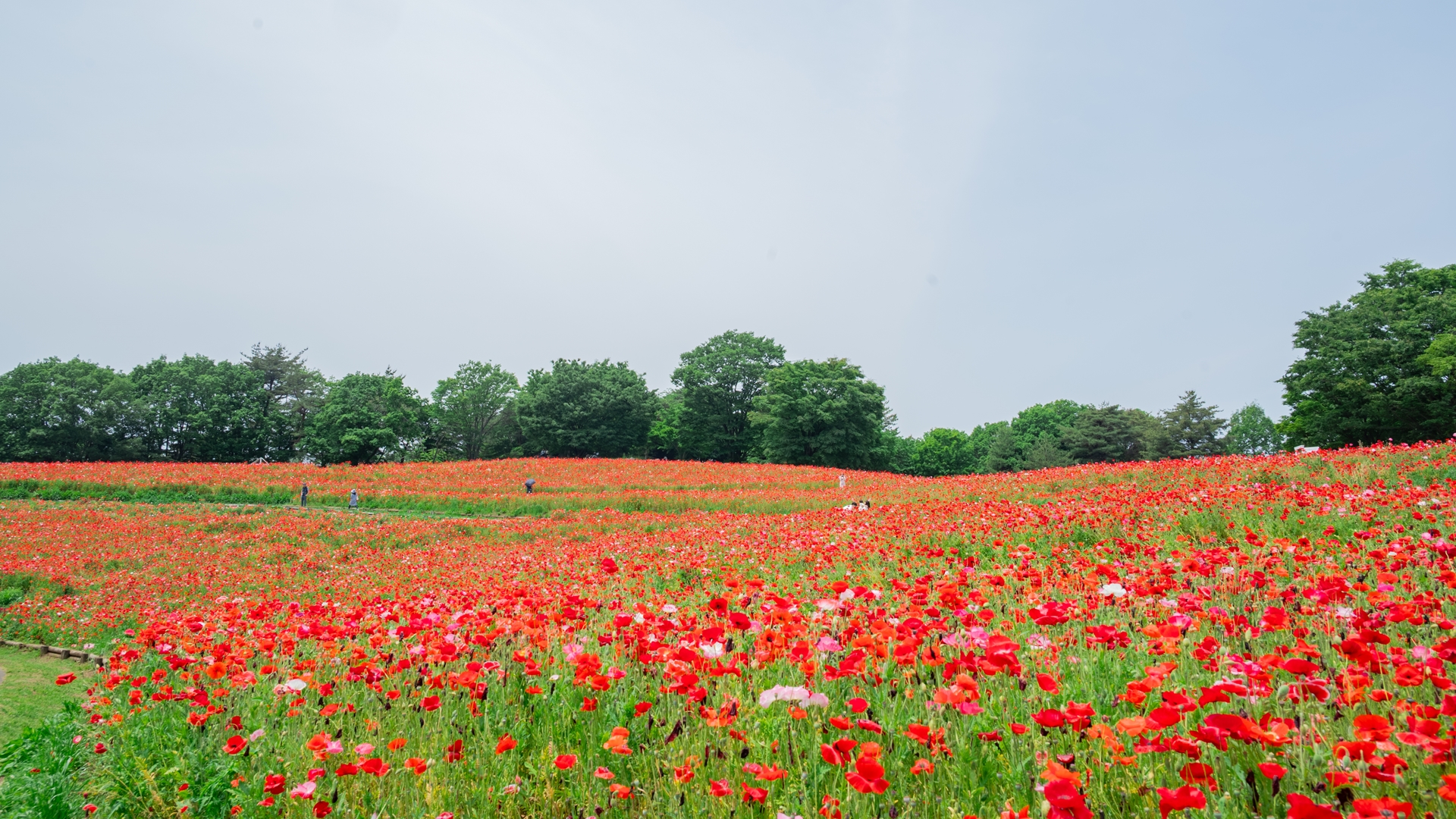 昭和記念公園