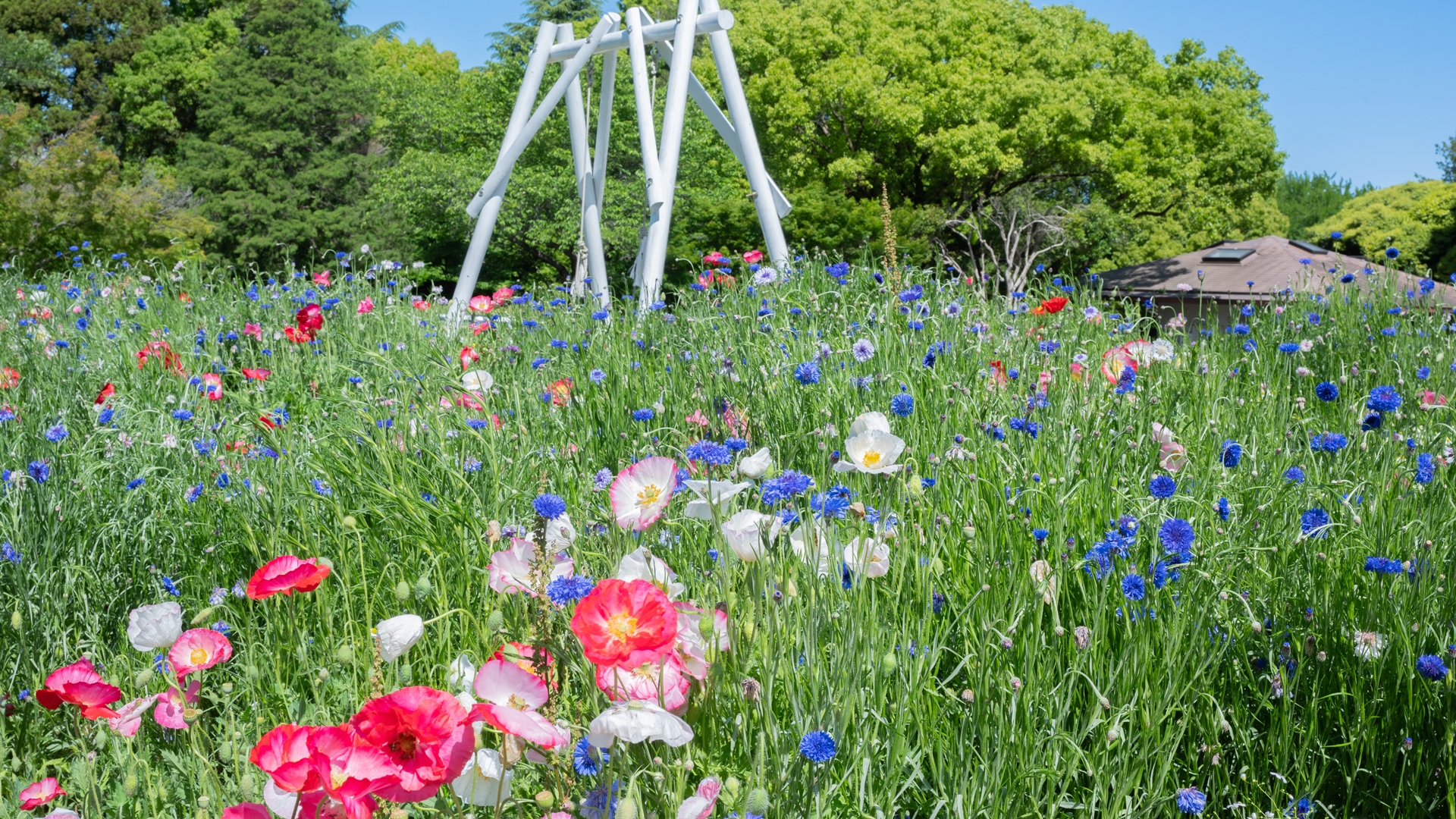 昭和記念公園