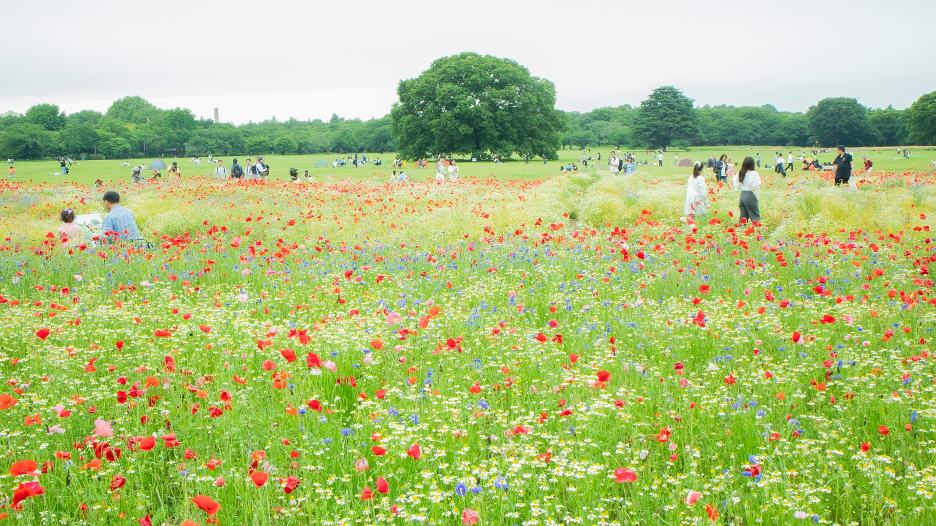 昭和記念公園