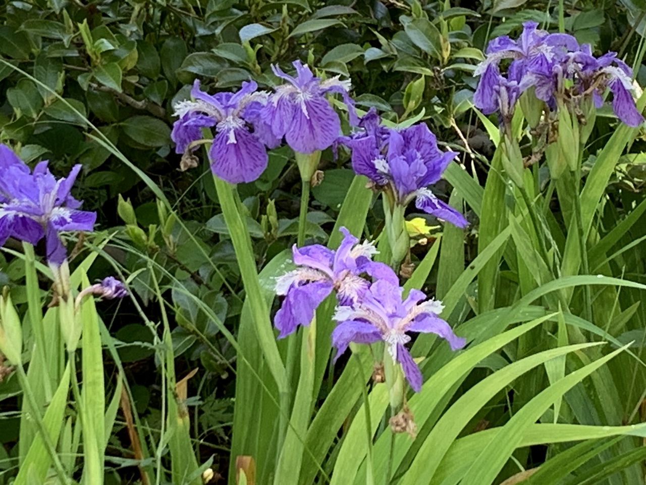 イチハツ