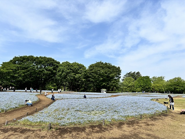 ネモフィラ