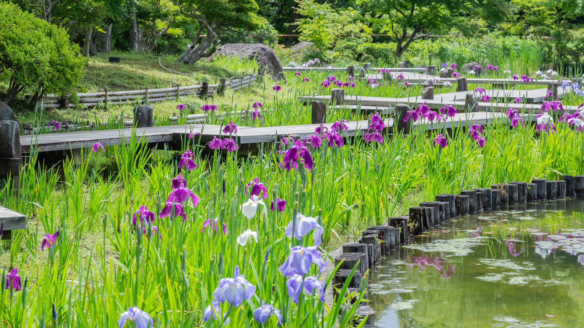 昭和記念公園