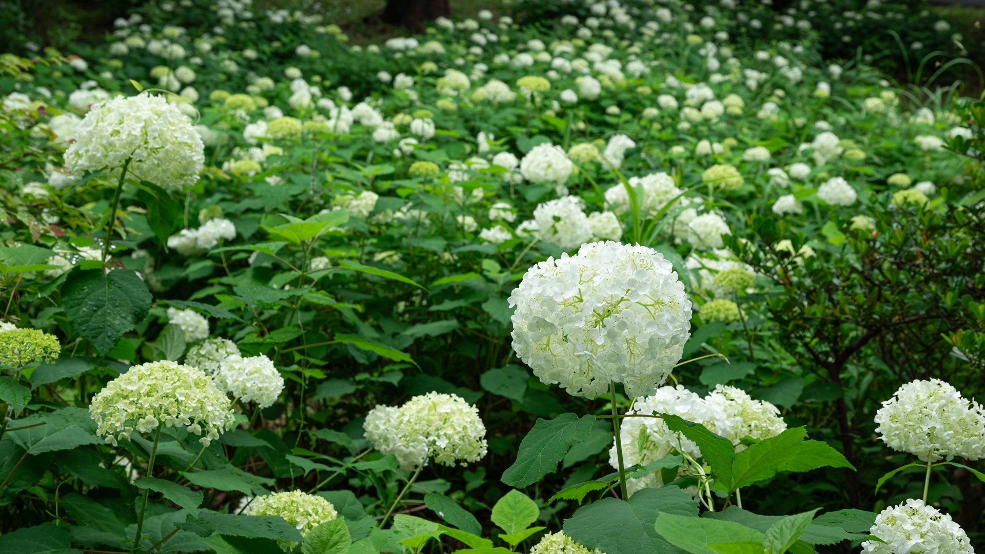 昭和記念公園