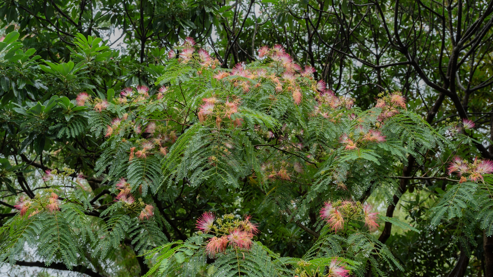 昭和記念公園