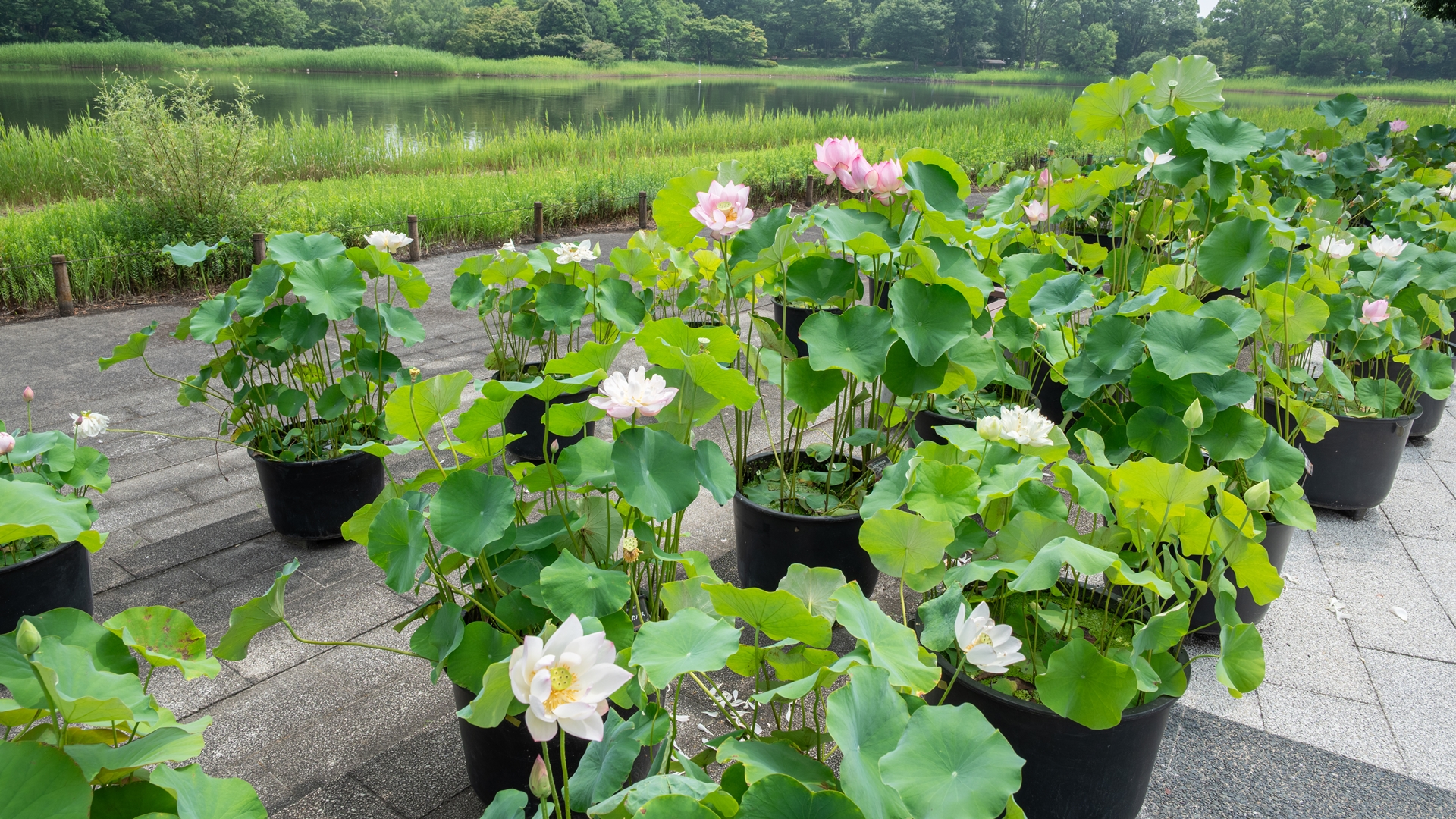 昭和記念公園
