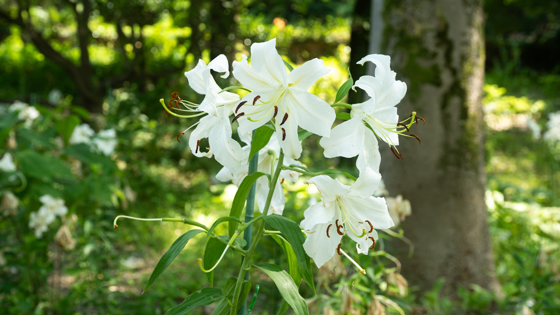 昭和記念公園