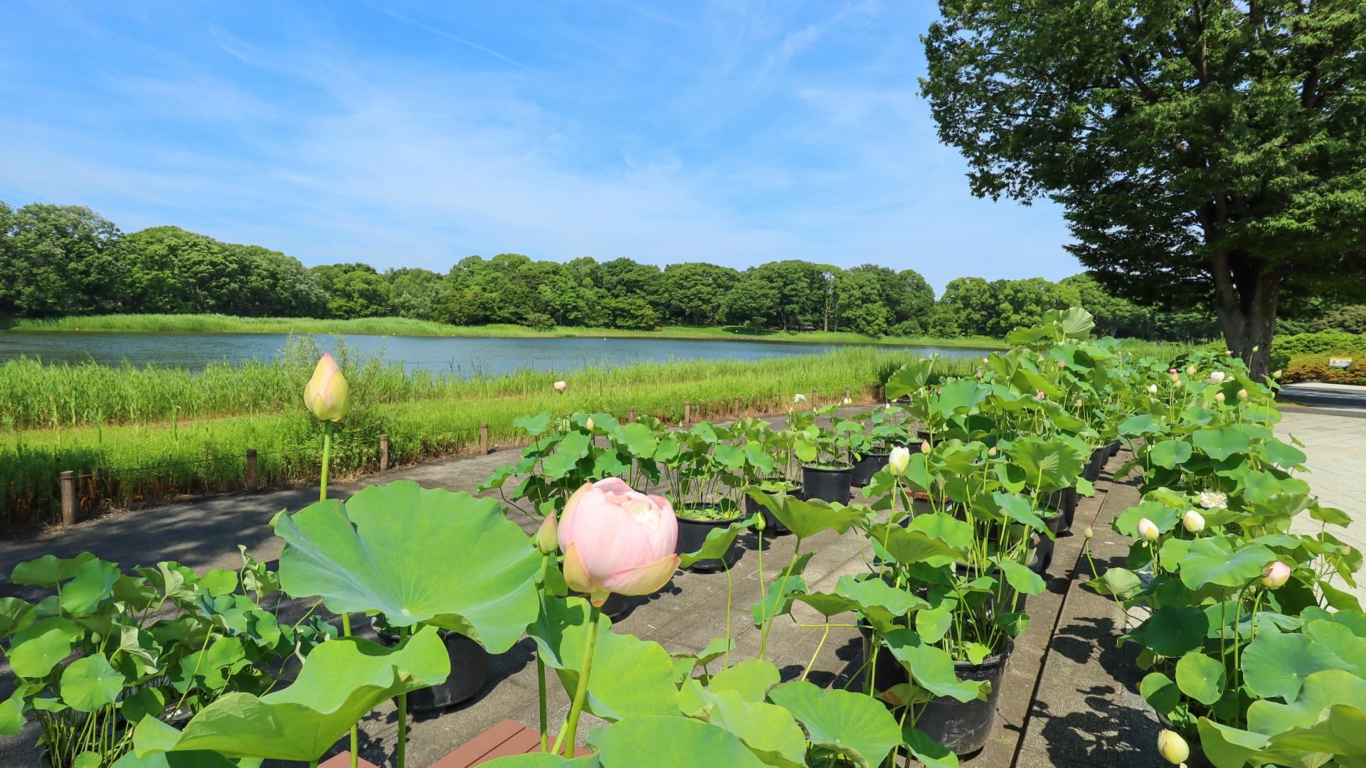 昭和記念公園