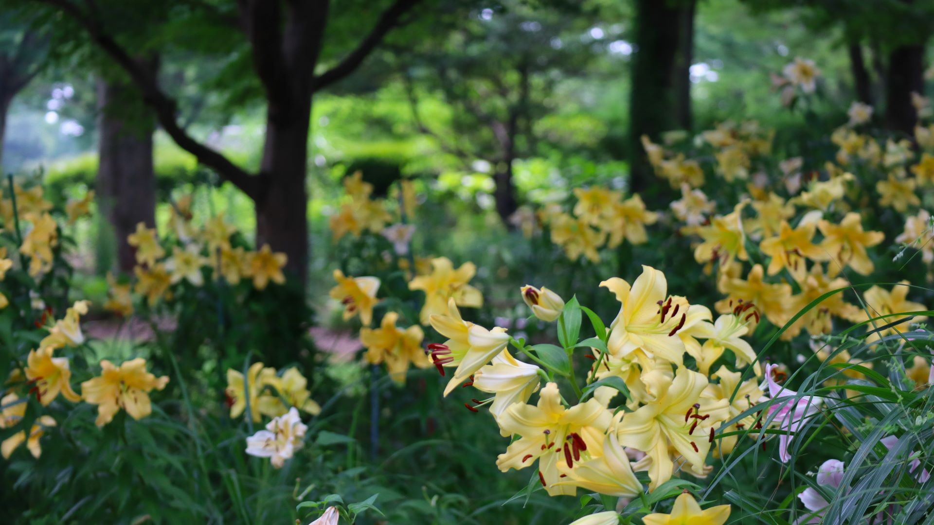 昭和記念公園