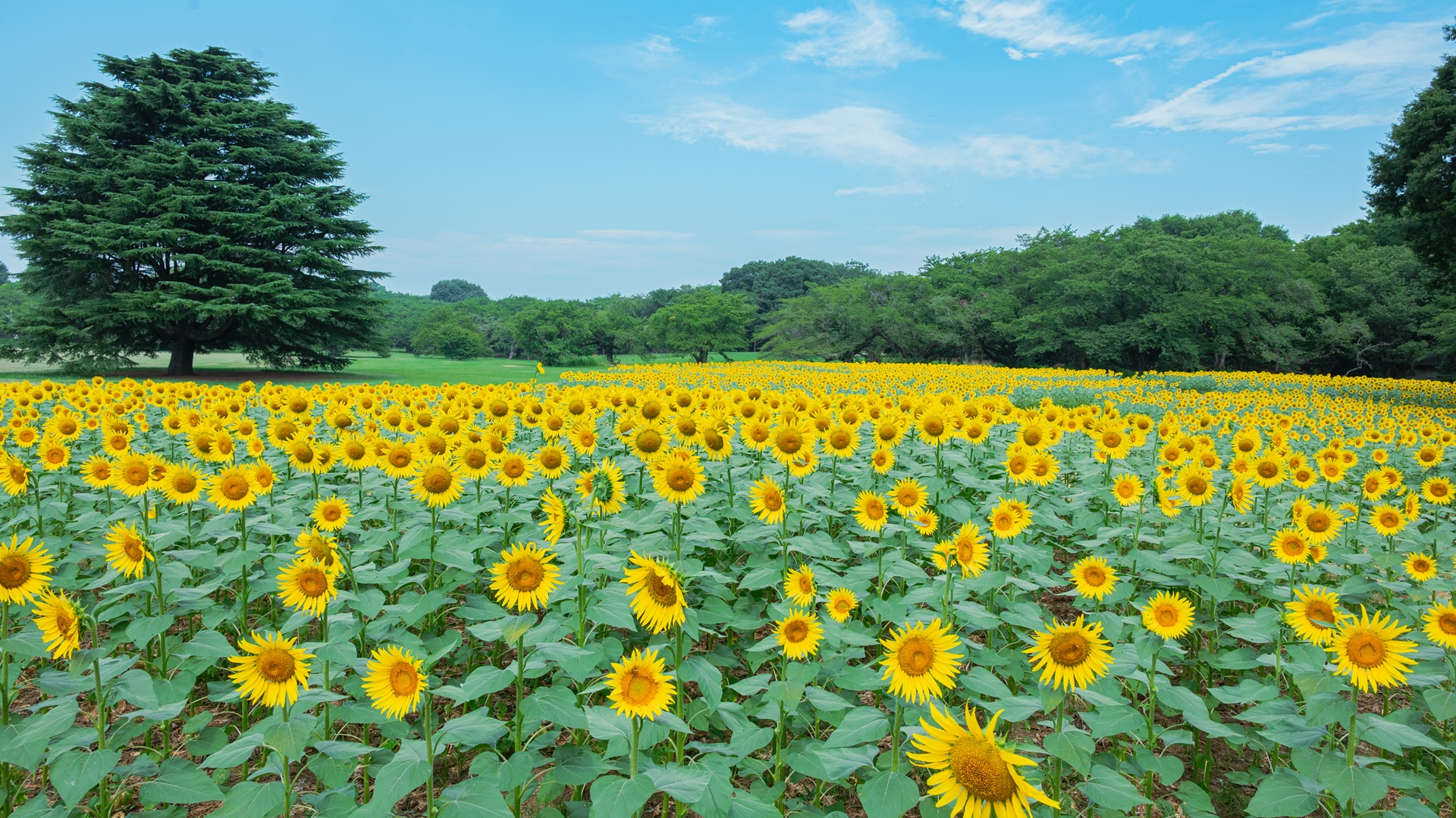 昭和記念公園