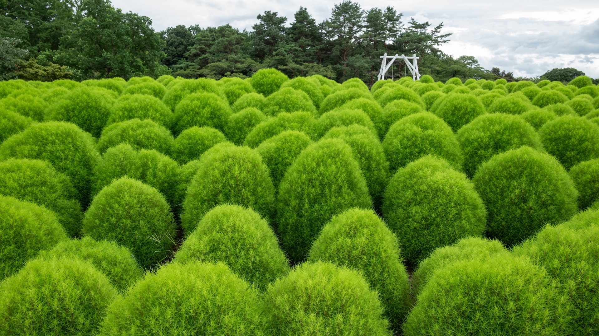 昭和記念公園