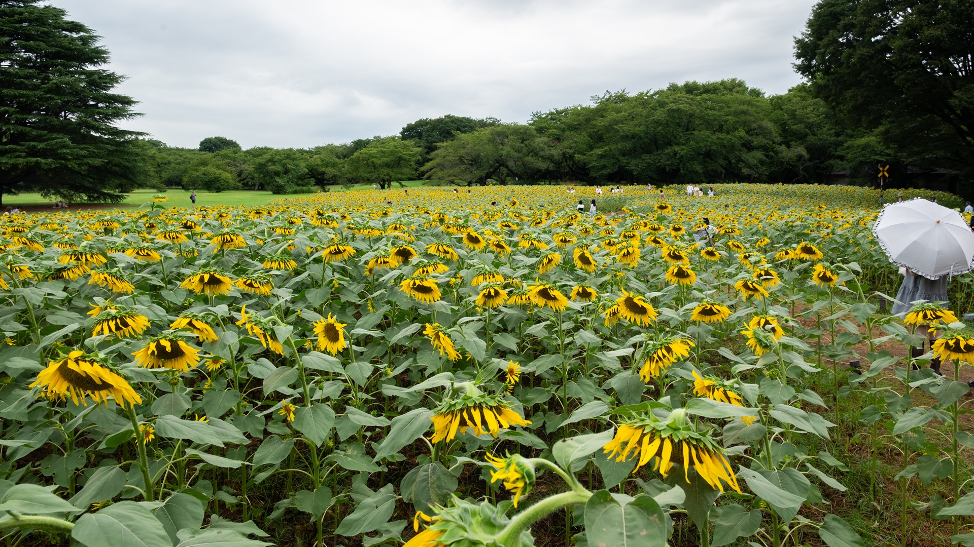 昭和記念公園