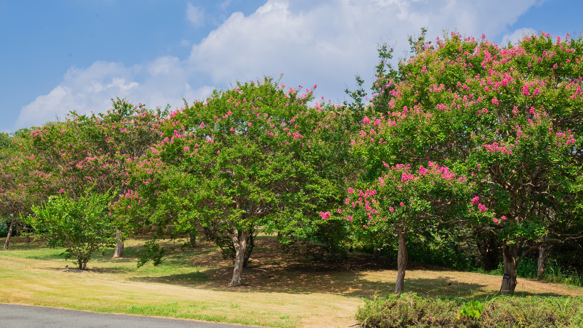 昭和記念公園