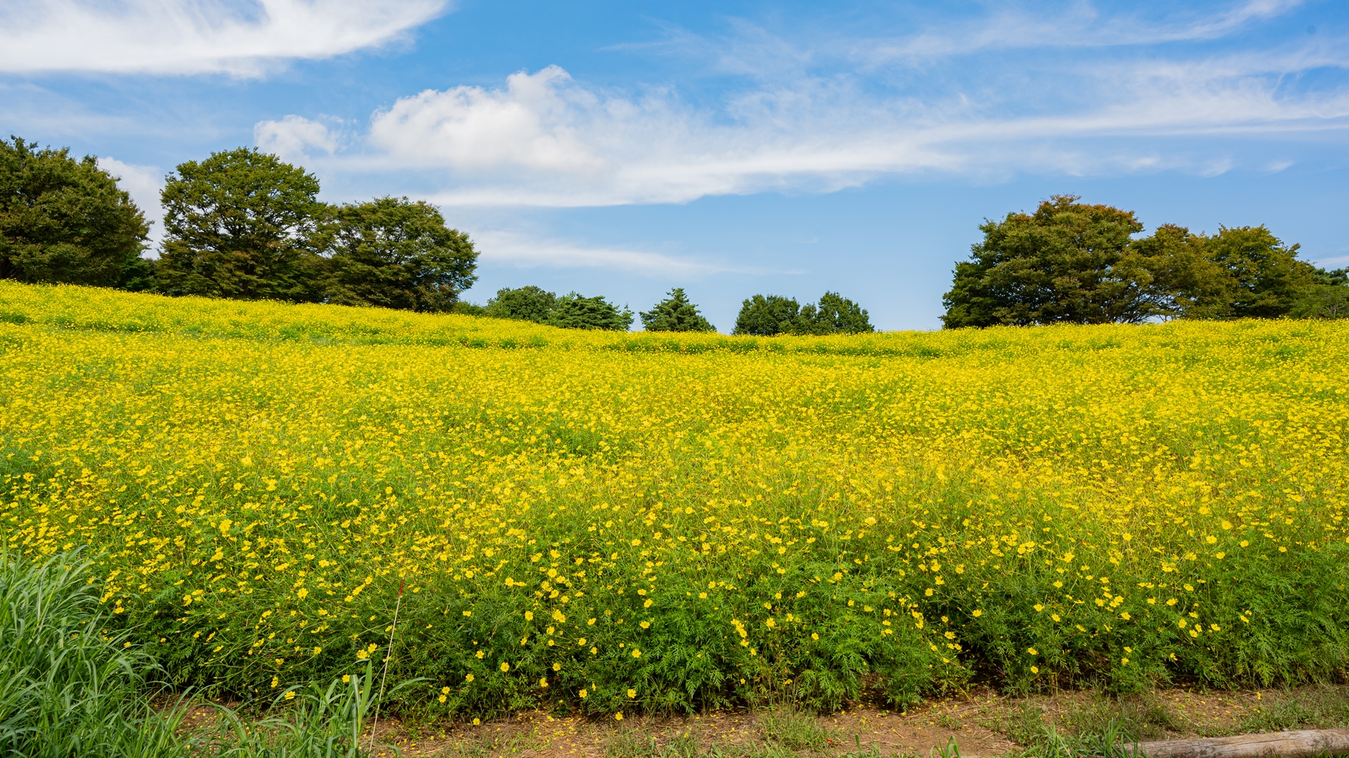 昭和記念公園