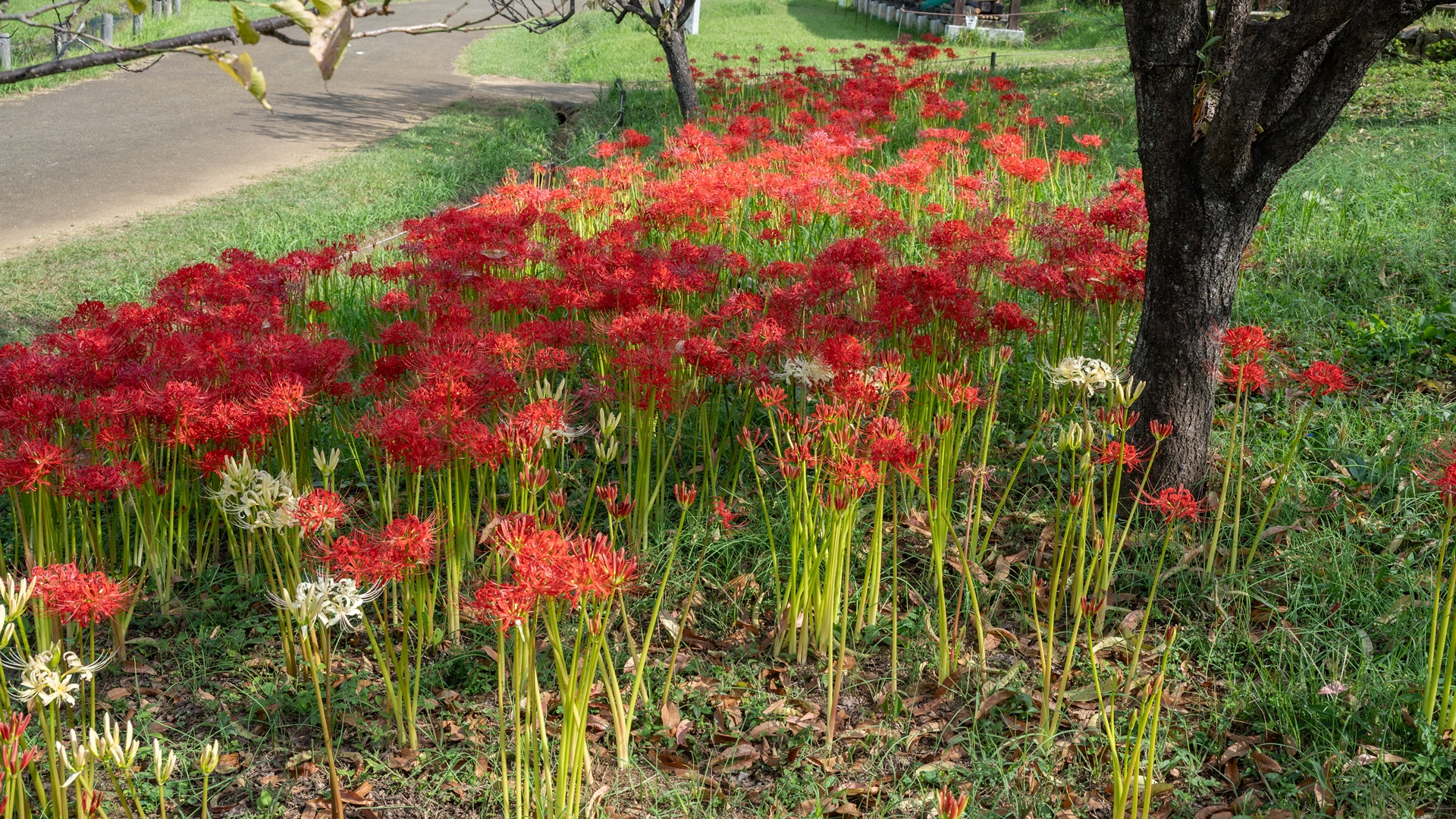 昭和記念公園