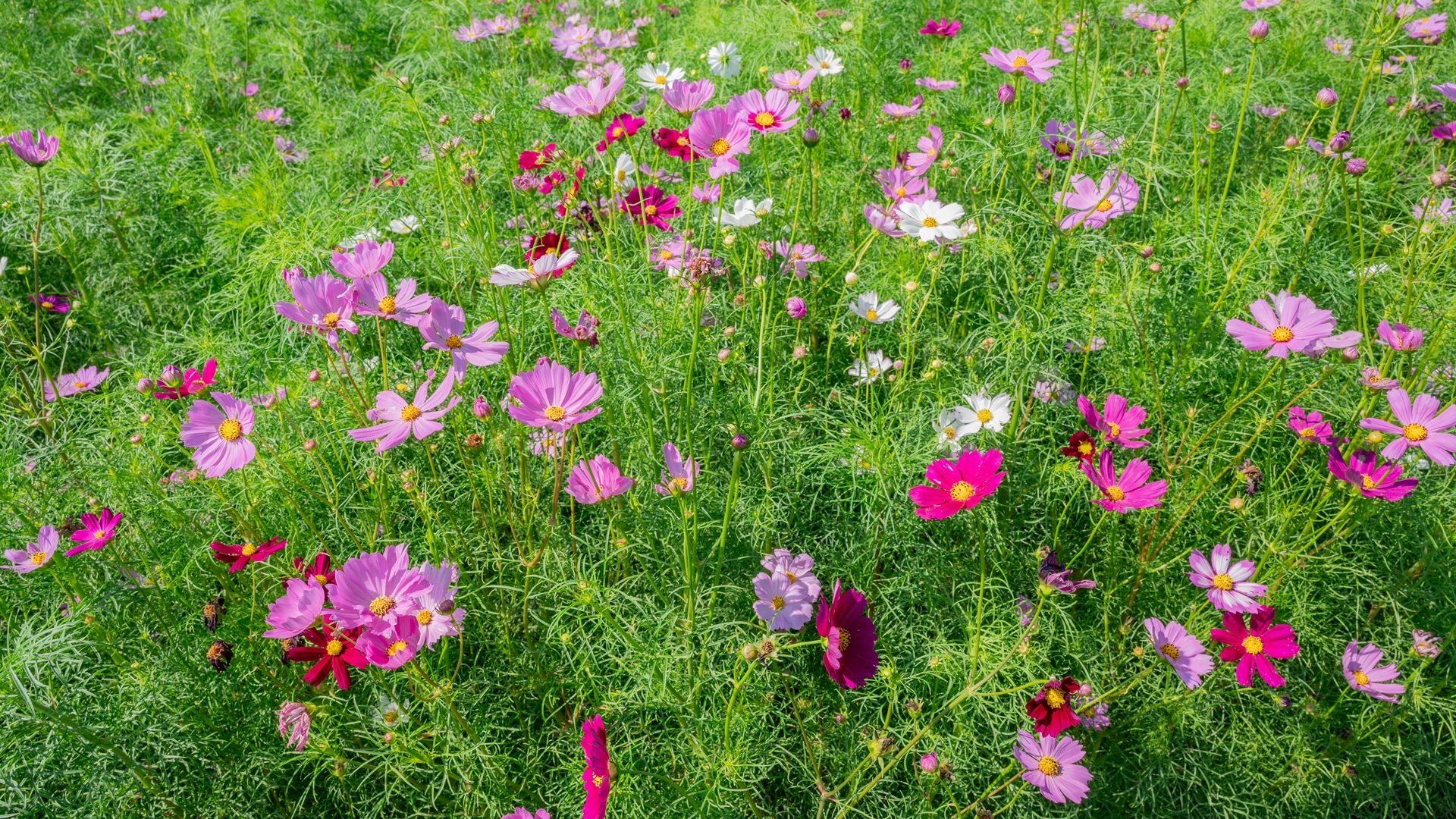 昭和記念公園