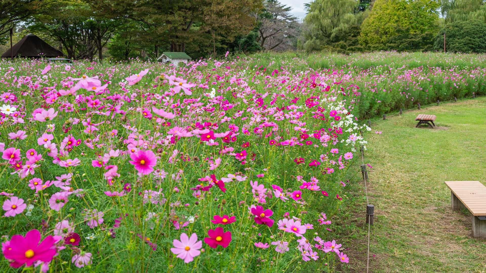 昭和記念公園