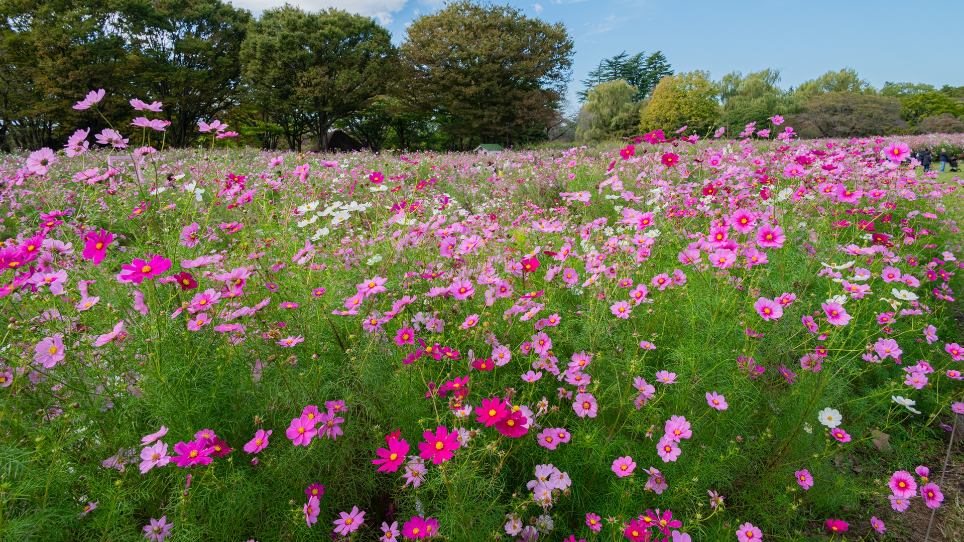 昭和記念公園