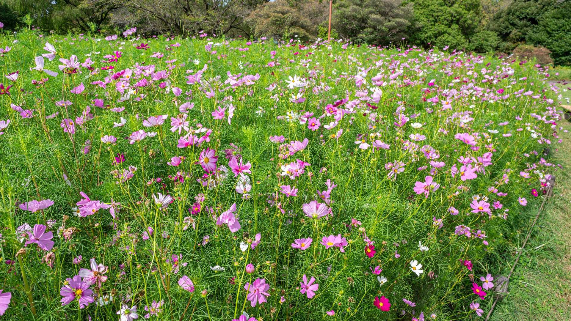 昭和記念公園