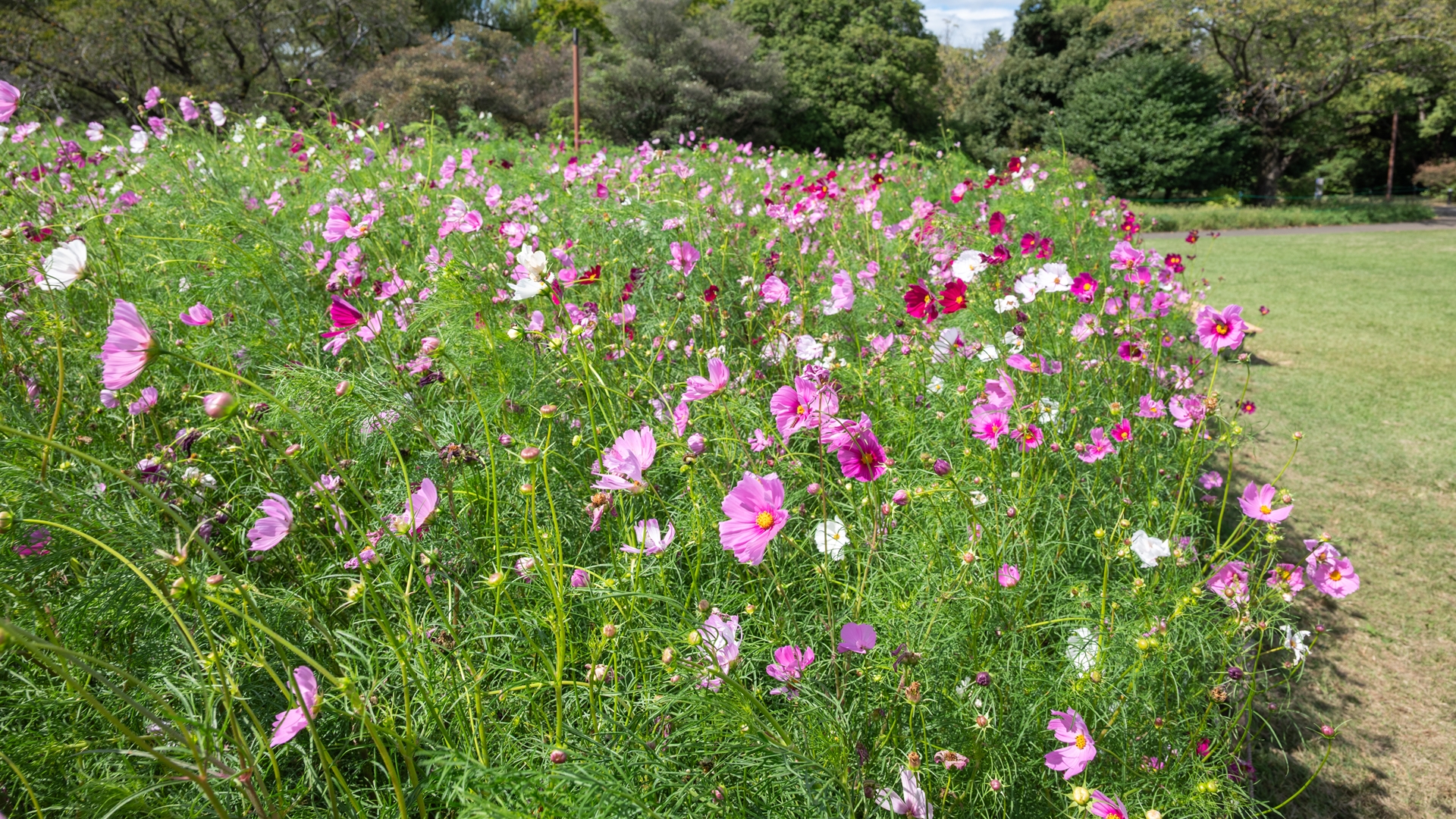 昭和記念公園