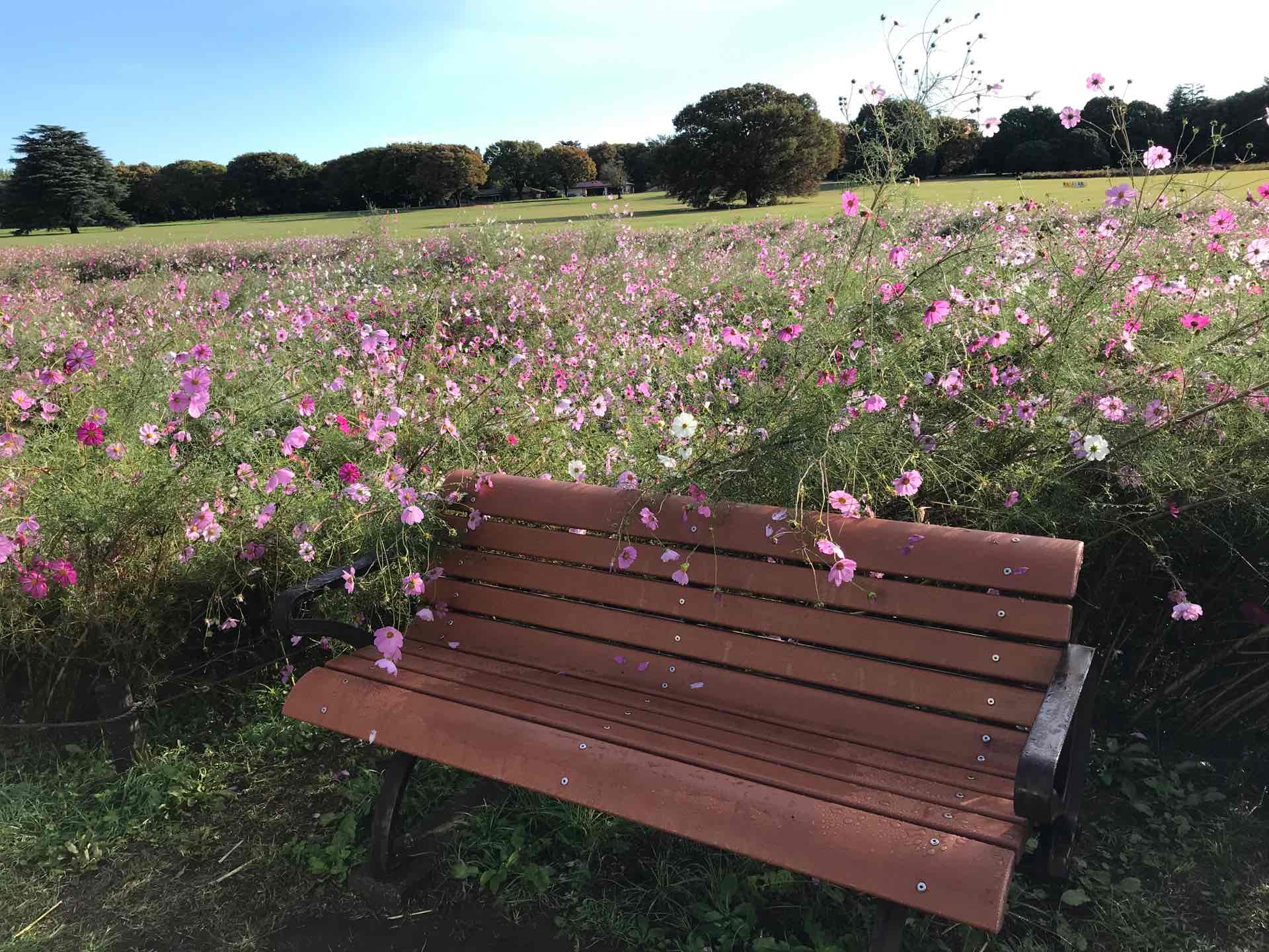 原っぱ西花畑センセーション