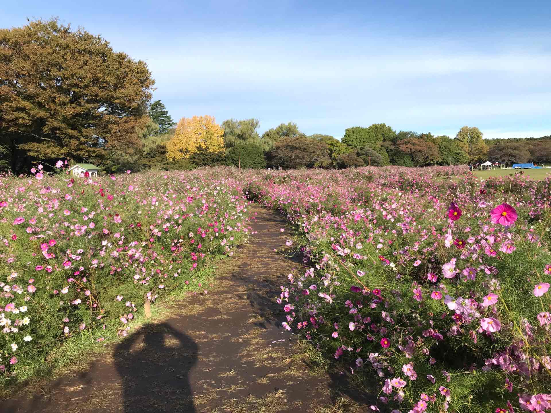 原っぱ西花畑センセーション