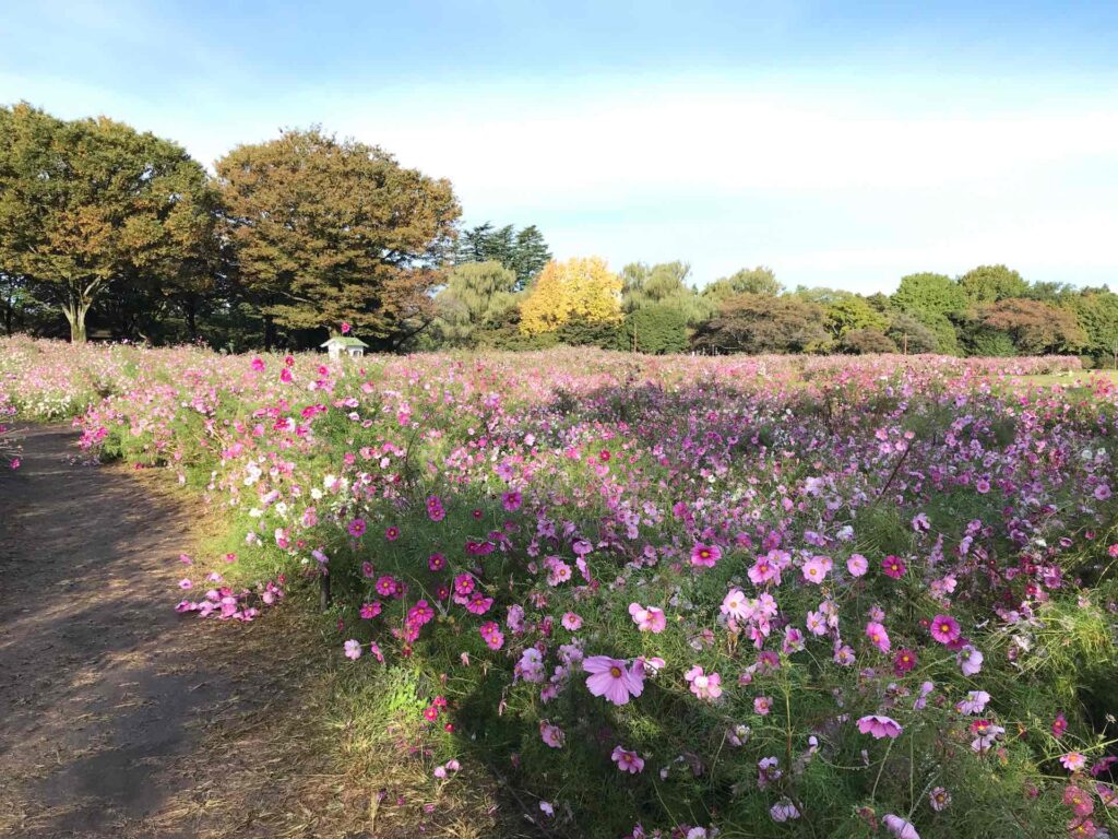 原っぱ西花畑センセーション