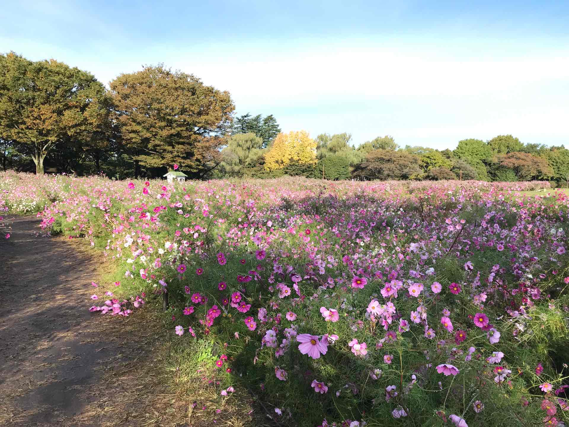 原っぱ西花畑センセーション