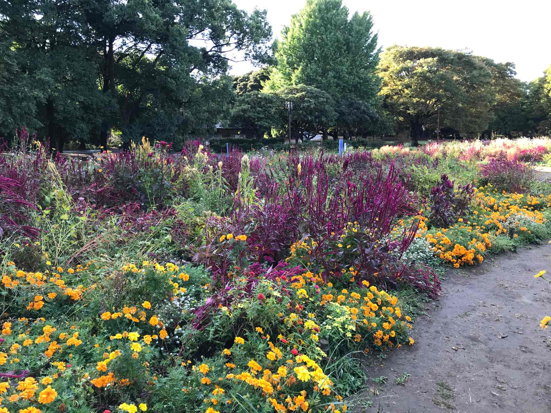 原っぱ南花畑ブーケガーデン