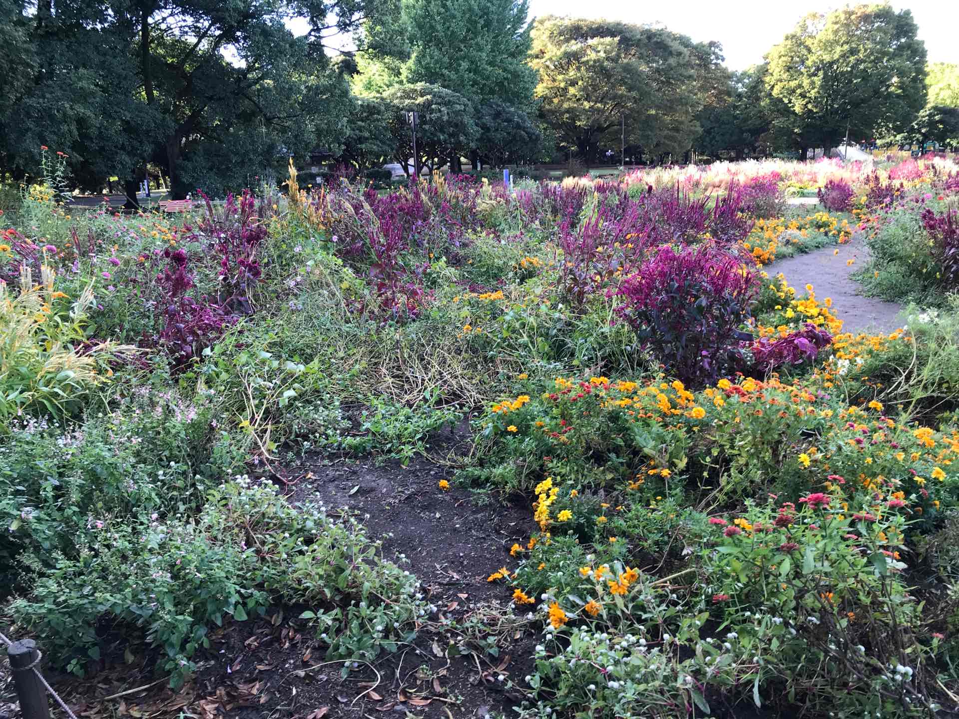 原っぱ南花畑ブーケガーデン